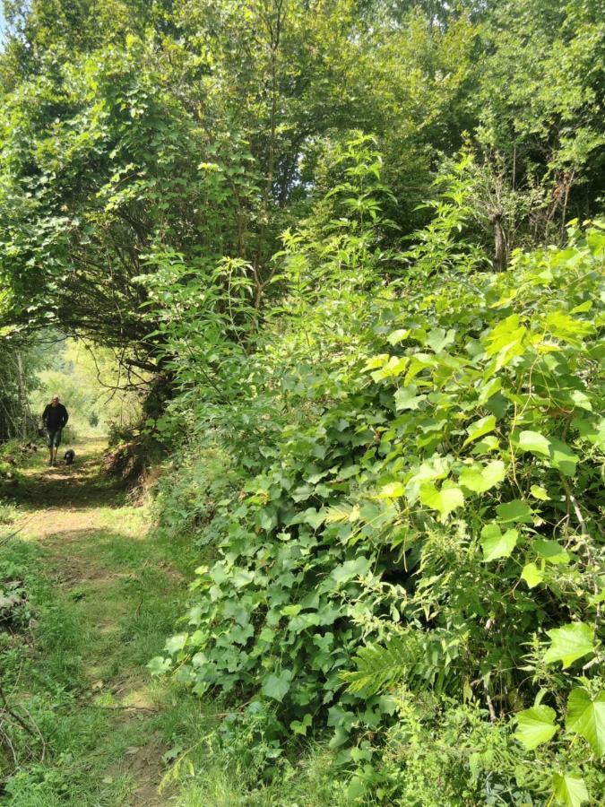 Grande Tente Tipi En Pleine Foret Burzet Kültér fotó