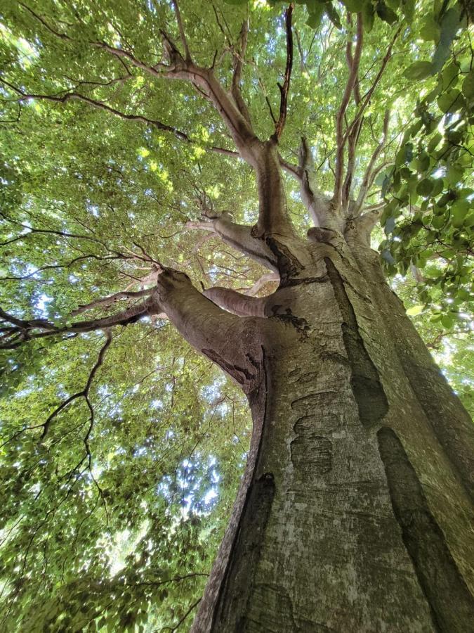 Grande Tente Tipi En Pleine Foret Burzet Kültér fotó